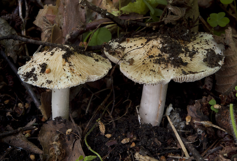 Inocybe erubescens